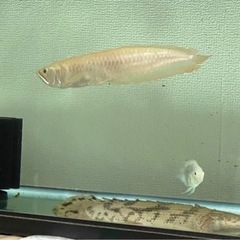 熱帯魚　アルビノシルバーアロワナ 淡水魚 古代魚
