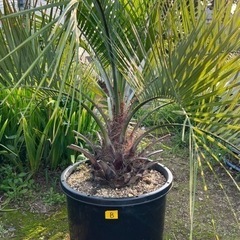 ココスヤシ🌴シンボルツリー🌴大幹‼️B
