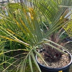 ココスヤシ🌴シンボルツリー🌴大幹‼️B
