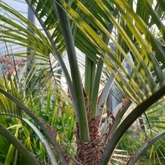 ココスヤシ🌴シンボルツリー🌴大幹‼️B
