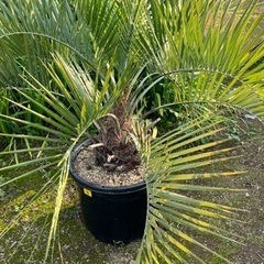 ココスヤシ🌴シンボルツリー🌴大幹‼️B
