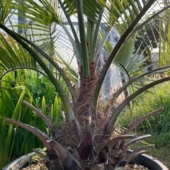 ココスヤシ🌴シンボルツリー🌴大幹‼️B
