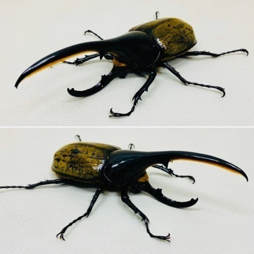 【売約済】ヘラクレスオオカブト　131.0㍉