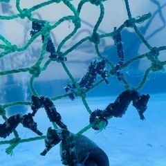 海水魚 タツノオトシゴ(ラインドシーホース)1匹　5cm−6cm
