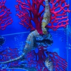 海水魚 タツノオトシゴ(ラインドシーホース)1匹　5cm−6cm
