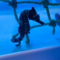 海水魚 タツノオトシゴ(ラインドシーホース)1匹　5cm−6cm
