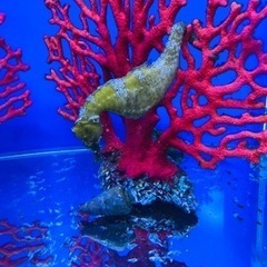 海水魚 タツノオトシゴ(ラインドシーホース)1匹　5cm−6cm
