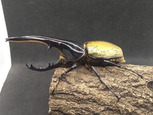 ヘラクレスオオカブトムシ　♂♀ペア　7-1