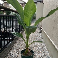 受付終了　地湧金蓮　ちゆうきんれん　観葉植物　