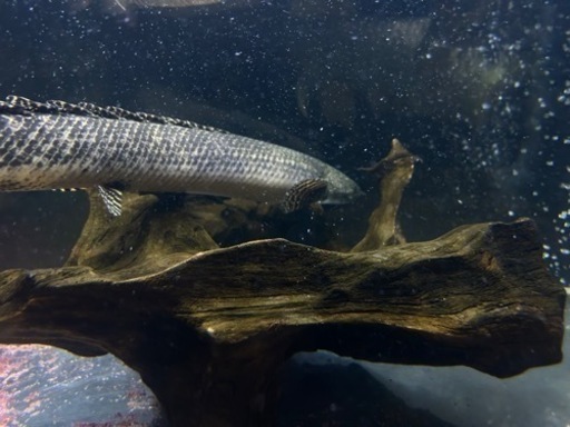 熱帯魚