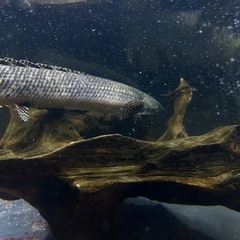 岐阜県のポリプテルスの中古が安い！激安で譲ります・無料であげます  