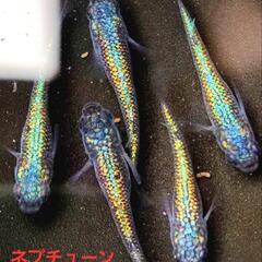 決まりました【改良メダカ　】🐠ネプチューン🐠有精卵🐠20個+α🐠