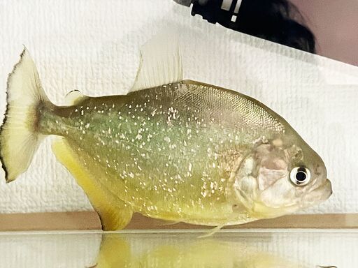ダイヤモンドイエローピラニア　ブラジル　パンタナール　14㎝ 送料込み