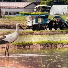 令和5年産　コシヒカリ