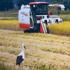 令和5年産　コシヒカリ