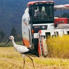 令和5年産　コシヒカリ