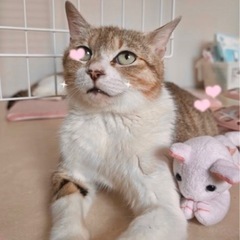 可愛いキジ猫女の子❤️ずっとのお家見つけたいの💕