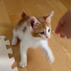 甘ったれ♡茶白くん♡可愛すぎる2ヶ月の子猫