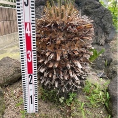 ソテツ　蘇轍　庭木　ガーデニング　西海岸　