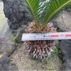 ソテツ　蘇轍　庭木　ガーデニング　西海岸　
