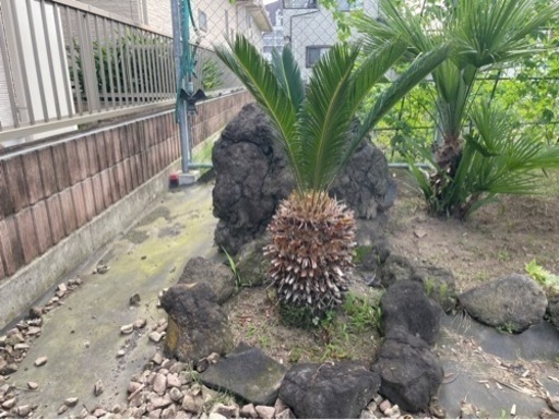 ソテツ　蘇轍　庭木　ガーデニング　西海岸