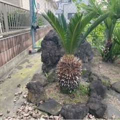 ソテツ　蘇轍　庭木　ガーデニング　西海岸　