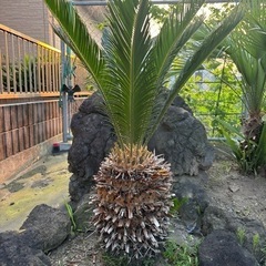 ソテツ 蘇轍 庭木 ガーデニング 西海岸