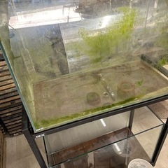 アクアリウム 60cm水槽、水槽台、外部フィルター、リリィパイプ、照明