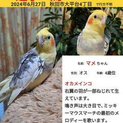 秋田市大平台でオカメインコが迷子になりました