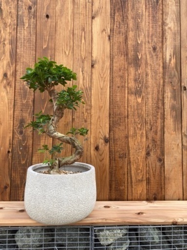 観葉植物ガジュマル昇り竜