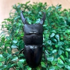 沖縄県のパラワンオオヒラタクワガタ その他の中古が安い！激安で譲り  