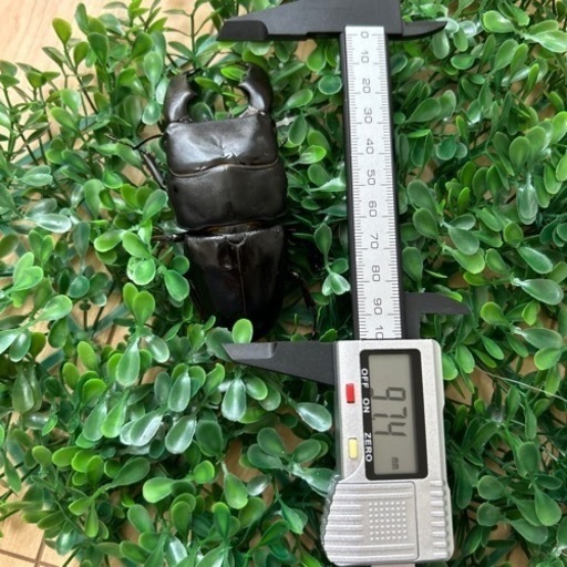 [夏休み期間限定でメス2匹]③スマトラヒラタクワガタ97ミリペア