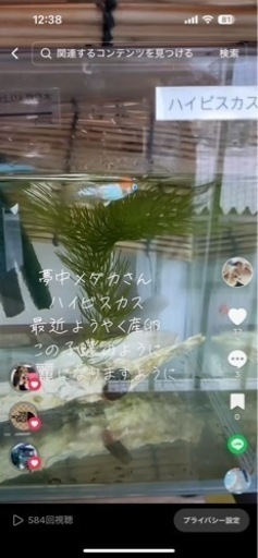 メダカハイビスカス