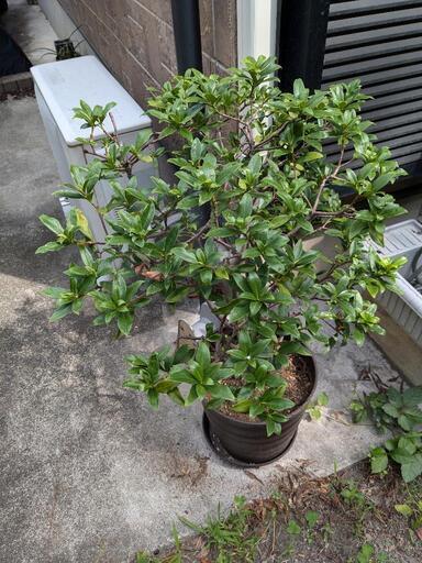 沈丁花　ジンチョウゲ　（？）