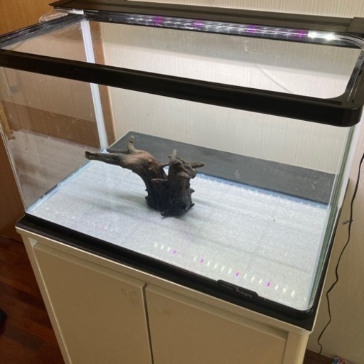 急ぎ！60センチ水槽セット