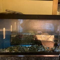 ★引き取り限定　大型　生簀　水槽　動作確認済み