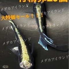 【直接取引】カブキブルー 卵 20個＋α保証分 めだか メダカ ...