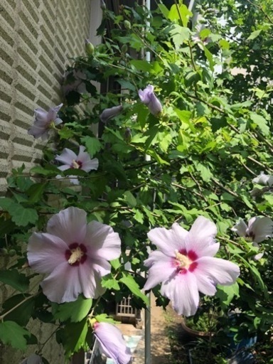 芙蓉　ふよう　植木　ガーデニング