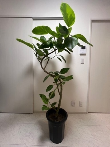フィカス アルテシーマ 10号 観葉植物
