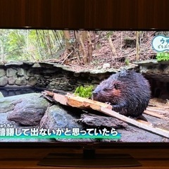 シャープ 4K チューナー内蔵 液晶 テレビ Android TV HDR対応 AQUOS N-Blackパネル 50V型 4T-C50BN1 