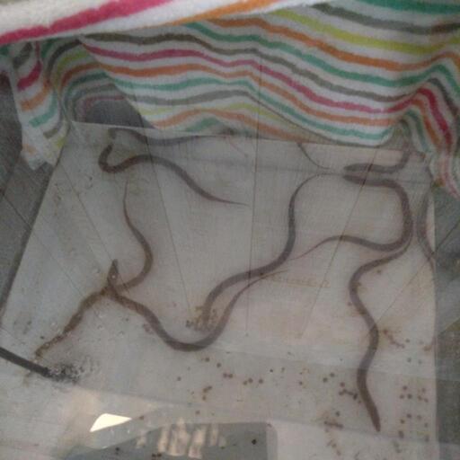 天然タウナギ