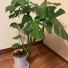 観葉植物モンステラ