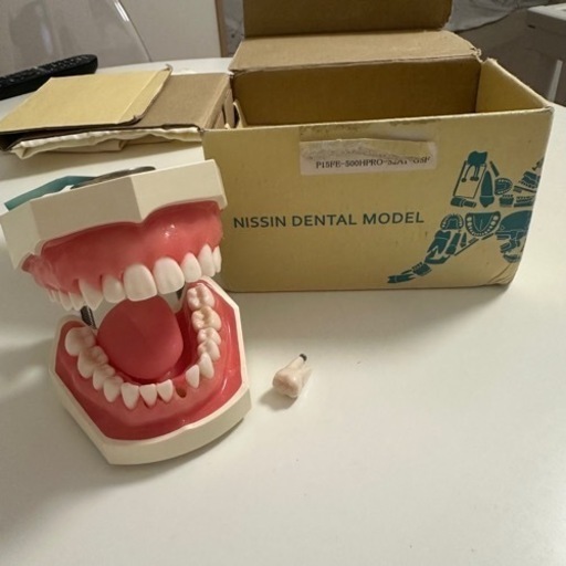 NISSIN DENTAL MODEL 顎模型