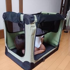 大型犬 バリケン バリケンネル 福島市かいわき市