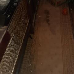 Demon,quahrts17,プレイヤー、dionコンポ、ステレオセット楽器