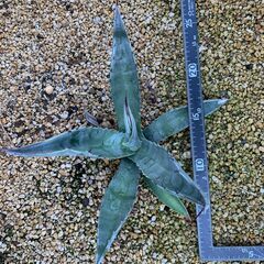 【たか】アガベ4点セット たか】アガベ4点セット アガベ 4点セット