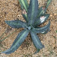 アガベ 4点セット