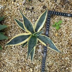 アガベ 4点セット