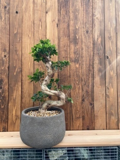 観葉植物ガジュマル昇り竜