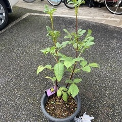 [植物売ります] ダリア 祝宝